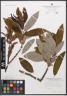 Salix canariensis C. Sm. ex Link